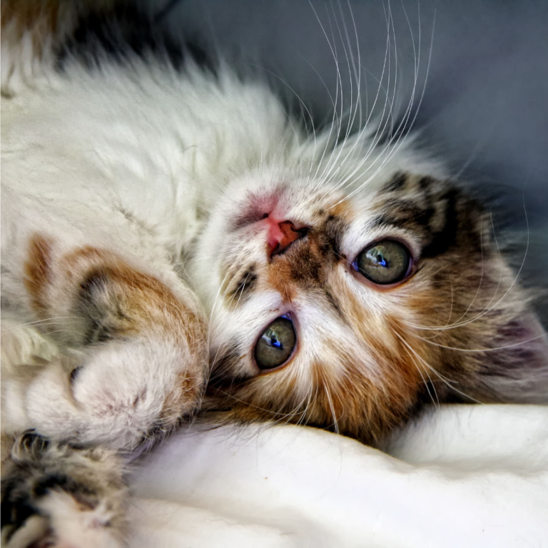 Kat