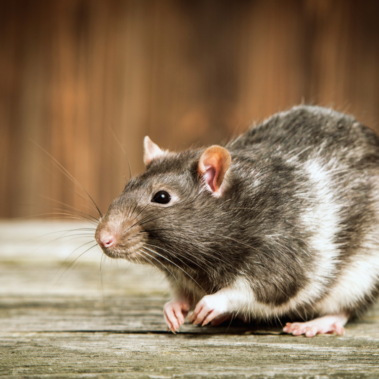 Rat