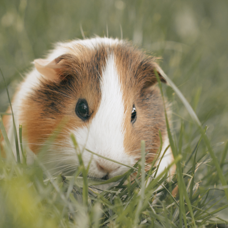 Cavia