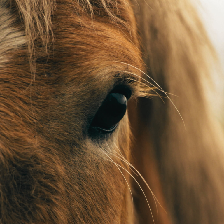 Paard